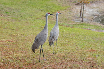 sandhill crane couple are looking for a food in grass