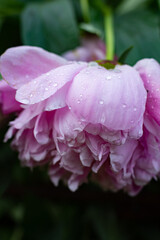 pink peony after a summer rain
