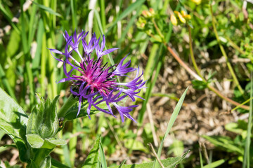 Fleur de Centaurée des Alpes