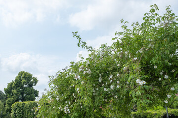 Rosa 'Bobby James' Kletterrose, Ramblerrose