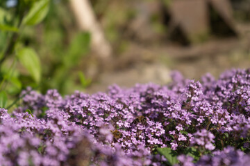Bee sitting in flowers of thyme