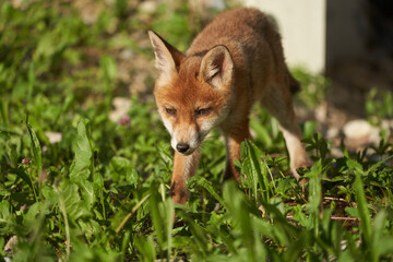 Red Fox Portrait Vulpes Vulpes Evening Sun