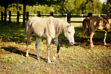 Obraz premium two beautiful horses on a meadow in summer