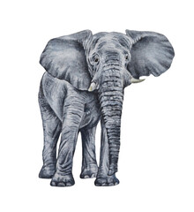 Fototapeta premium African elephant on a white background. Realistic watercolor illustration of an animal. Ideal for printing, prints, postcard logos, posters.