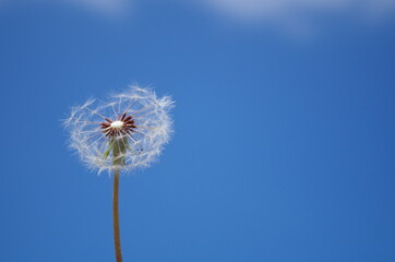 Blue sky dandelion