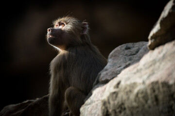 Naklejka premium A young captive-born Hamadryas Baboon at a zoo in South Australia. In the wild they are found in the Horn of Africa and the Arabian Peninsula.