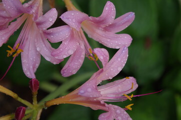 pink rain flowers