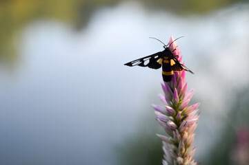 butterfly on a flower