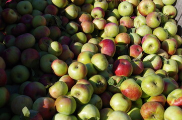 autumn apples