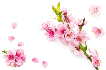 Obraz na płótnie Canvas peach flowers isolated on white background. spring flowers. top view