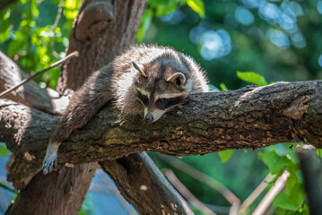 Ein Waschbär auf einem Baumstamm