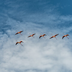 Vol de flamants roses - Flight of flamingos