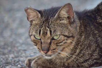 ボスにゃん〜Bossnyan.