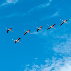 Vol de flamants roses - Flight of flamingos