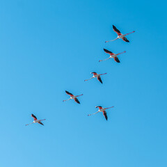 Vol de flamants roses - Flight of flamingos