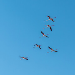 Vol de flamants roses - Flight of flamingos