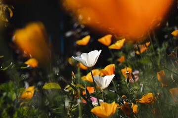 white and orange crocus flowers