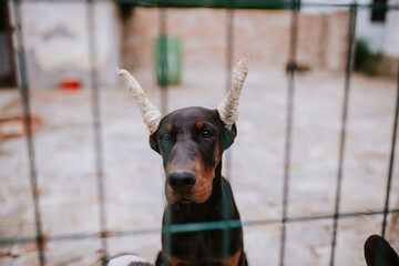 A beautiful black dog breed Doberman in the yard