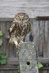The charming Little owl (Athene noctua)