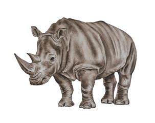 African rhino. Watercolor realistic illustration of animals isolated on a white background. Hand drawing. © Mewlish art