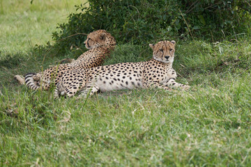 Fototapeta na wymiar Cheetah Brothers Africa Safari Masai Mara Portrait