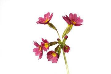 Inflorescence of red primrose flowers Isolated on a white background.