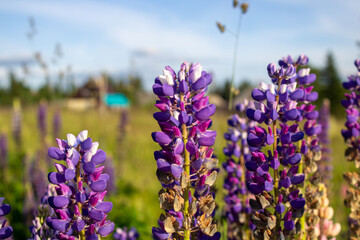 Lupine flowers in the open air, on the field, close-up.