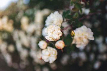Garden flowers. Rosehip bush with white flowers in the garden at sunset.
