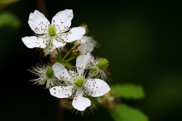 Close up of a Blackberry Blossom (rubus fruticosus) during spring in Wisconsin
