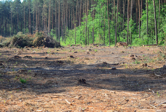 Clearcut logging area in the forest with pine trees cut down as a form of deforestation contributing to climate change.