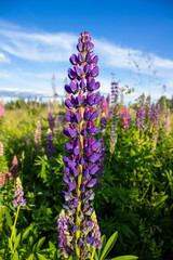 Lupine flowers in the open air, on the field, close-up.