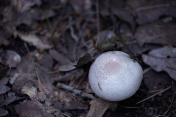 wild mushroom