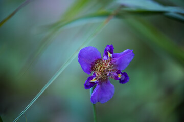 Alophia drummondii Propeller flower