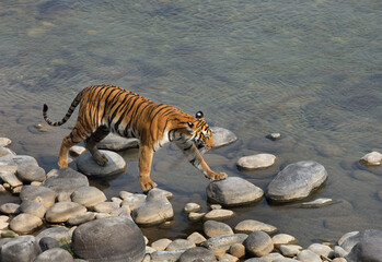 Fototapeta na wymiar Tigress Parwali taking steps on boulder, Jim Corbett National Park