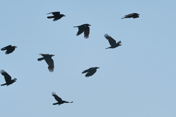 Murder of agitated crows flying upwards through the blue sky.