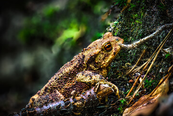 Twilight-active earth toad sneaks outside its hiding place in foraging in the twilight