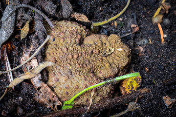 Twilight-active earth toad sneaks outside its hiding place in foraging in the twilight