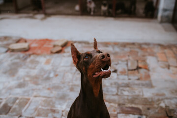 Close up of a  beautiful brown dog breed doberman in the yard