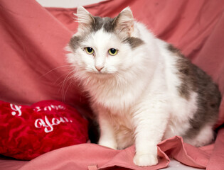 Cat close-up on a pink background