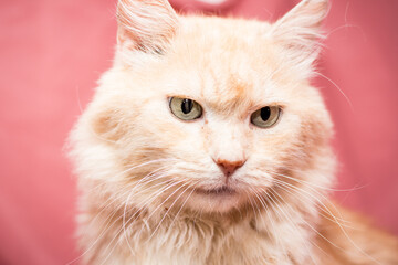 Cat close-up on a pink background