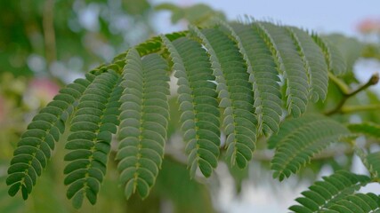 A photo of the green leaves of a fern in nature