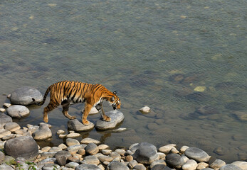 Fototapeta na wymiar Tigress in Ramganga river, Jim Corbett Tiger reserve