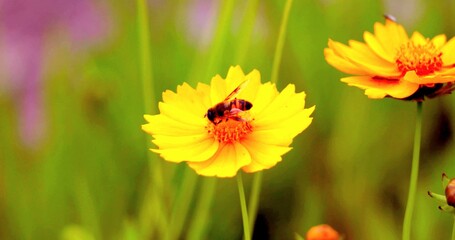 A focus of a bee on a yellow flower in the wild nature