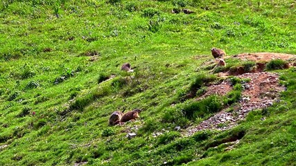 A photo of five wild marmots in the grass of a meadow