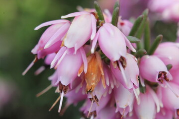 Fototapeta premium pink grape hyacinth plant flower cluster macro photo, with green stalks and green background. 