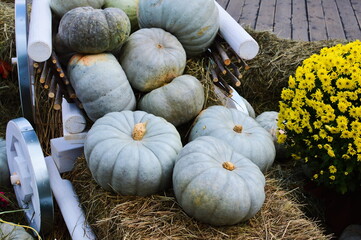 Blue pumpkins as an outdoor decoration