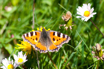 Obraz premium butterfly on flower