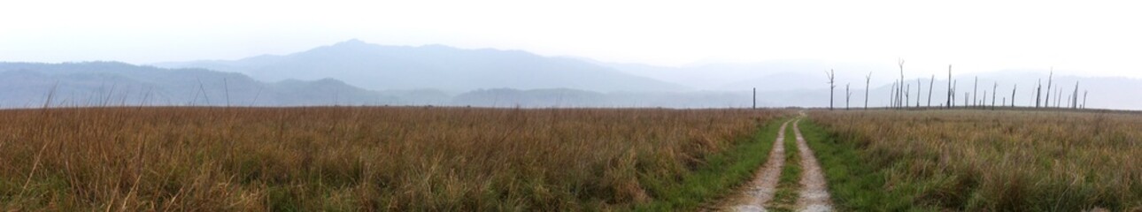 Beautiful Dhikala Grassland with mountains and burnt trees in the middle