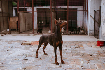 Close up of a  beautiful brown dog breed doberman in the yard