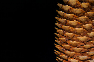 Brown pine cone on black background. Close-up